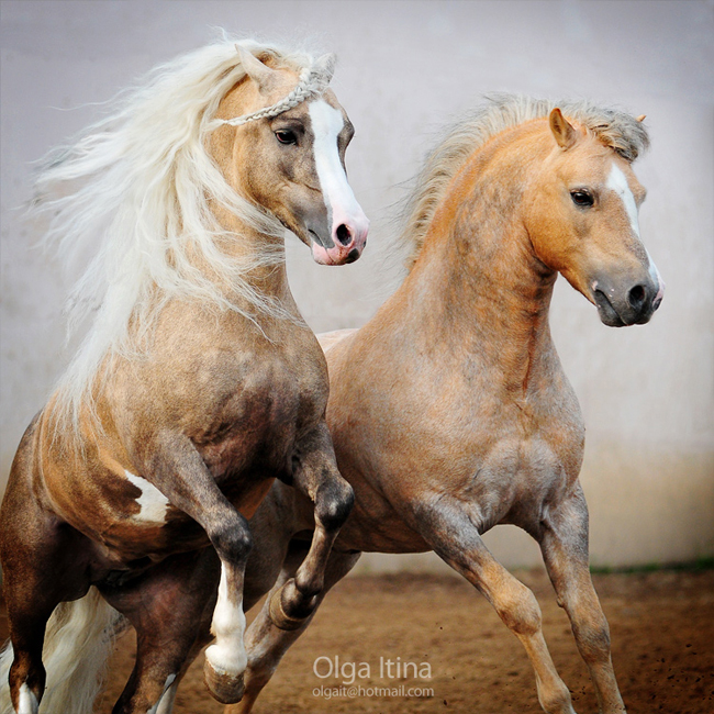 Horse29 Attractive Horses Photography By Olga Latina