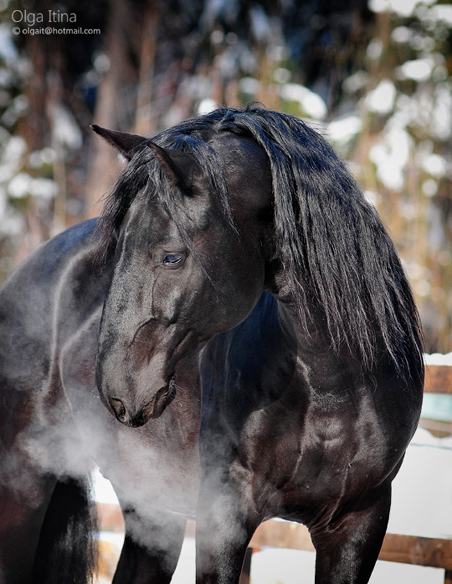 Horse3 Attractive Horses Photography By Olga Latina