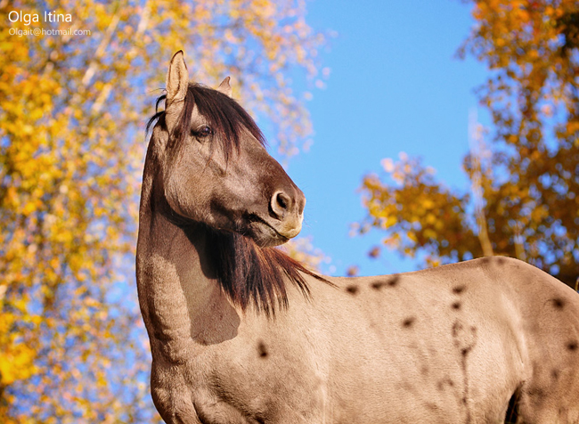 Horse4 Attractive Horses Photography By Olga Latina