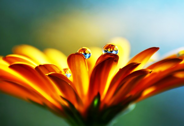 Macro Photography by Joakim Kraemer Joakim Kraemer Macro Photography by Joakim Kraemer
