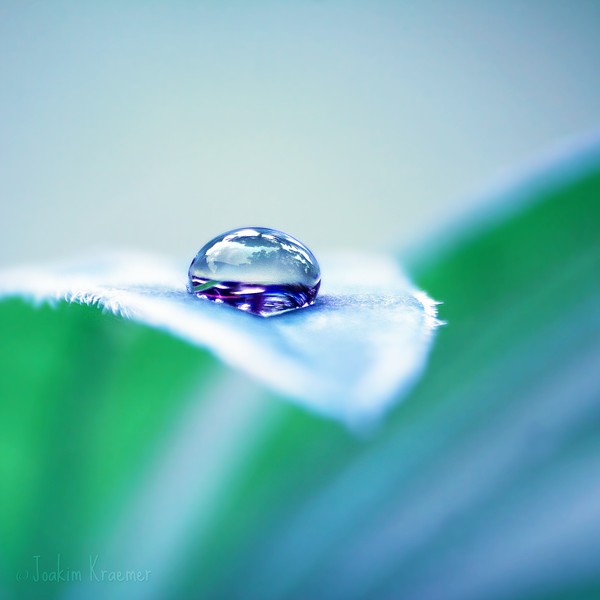 Macro Photography by Joakim Kraemer Joakim Kraemer5 Macro Photography by Joakim Kraemer