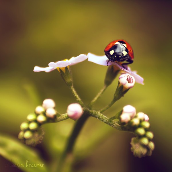 Macro Photography by Joakim Kraemer Joakim Kraemer7 Macro Photography by Joakim Kraemer