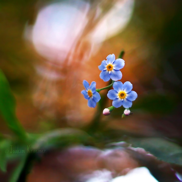 Macro Photography by Joakim Kraemer Joakim Kraemer9 Macro Photography by Joakim Kraemer
