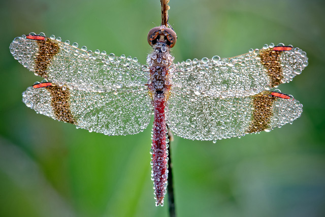 David’s Photography Of Dew Covered Insects Macro David David’s Photography Of Dew Covered Insects
