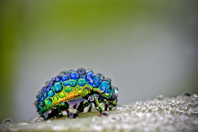 David’s Photography Of Dew Covered Insects Macro David 2 David’s Photography Of Dew Covered Insects