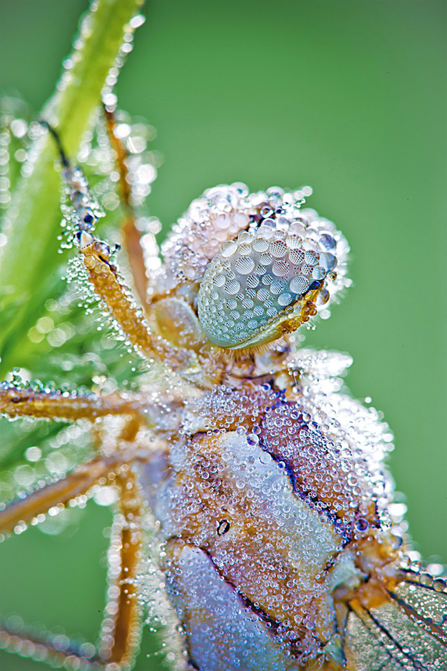 David’s Photography Of Dew Covered Insects Macro David 4 David’s Photography Of Dew Covered Insects