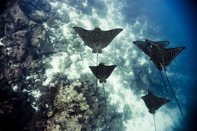 Underwater Photography by Michael Muller Michael Muller 750x500 Underwater Photography by Michael Muller