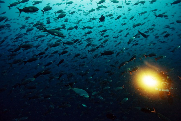 Underwater Photography by Michael Muller Michael Muller5 750x500 Underwater Photography by Michael Muller