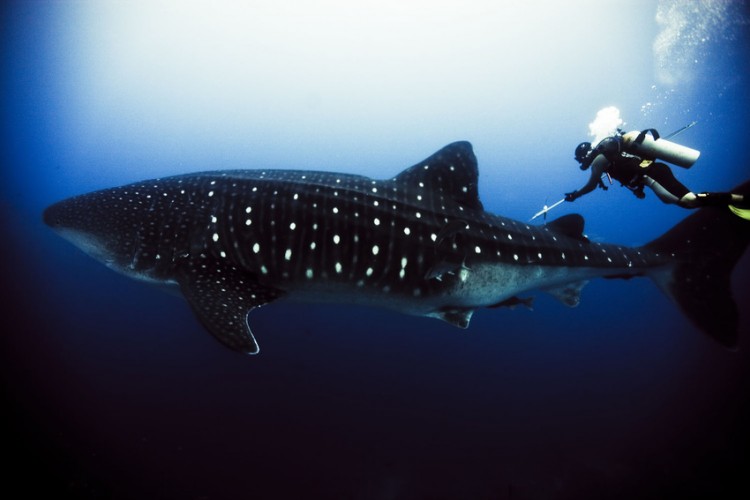 Underwater Photography by Michael Muller Michael Muller7 750x500 Underwater Photography by Michael Muller