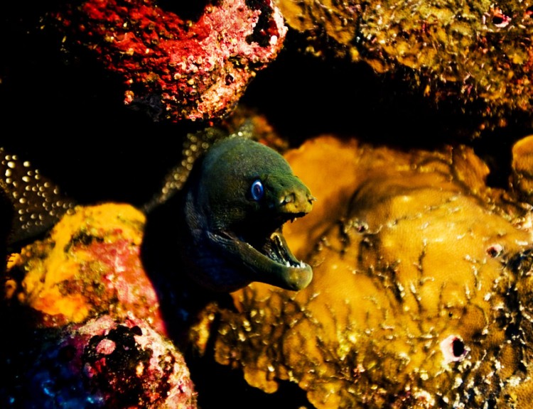 Underwater Photography by Michael Muller Michael Muller9 750x576 Underwater Photography by Michael Muller