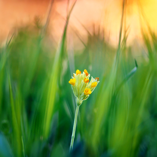 Pawel Matys3 Nature Photography by Pawel Matys