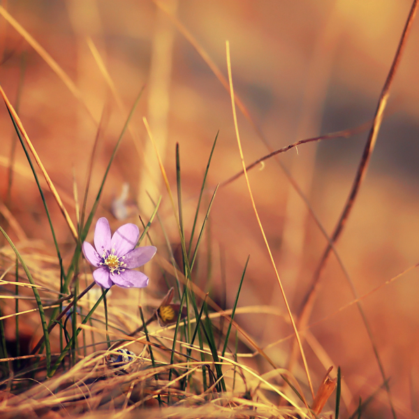 Pawel Matys5 Nature Photography by Pawel Matys