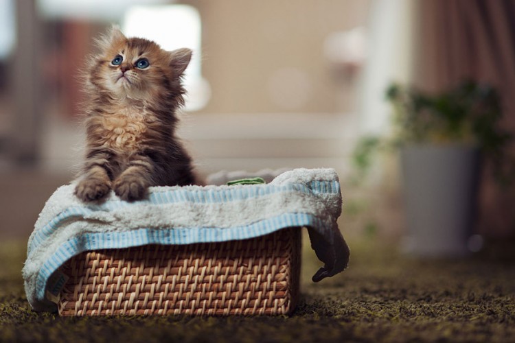 Super Cute Kitten, that Will Make You Go awwww Probably the Best of Worlds Cutest Kitten 07 GenCept 750x500 Super Cute Kitten, that Will Make You Go awwww
