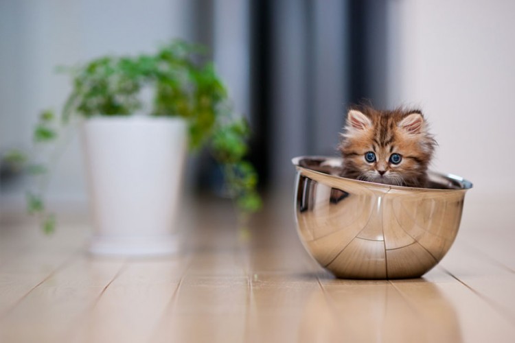 Super Cute Kitten, that Will Make You Go awwww Probably the Best of Worlds Cutest Kitten 11 @ GenCept 750x500 Super Cute Kitten, that Will Make You Go awwww