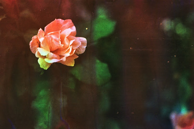 Rainbow and Underwater Roses by Pretty in Mad Rainbow Roses 2 Rainbow and Underwater Roses by Pretty in Mad
