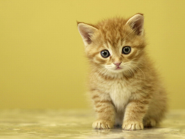 Lovely Cute Cats Super Cute Cat Lovely Cute Cats