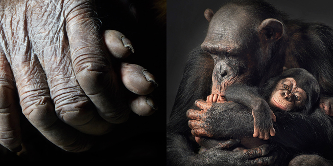 Tim Flach Animals Photography by Tim Flach
