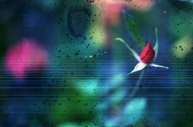 Rainbow and Underwater Roses by Pretty in Mad Underwater Roses 3 Rainbow and Underwater Roses by Pretty in Mad