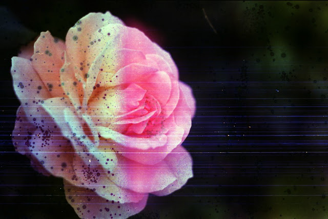 Rainbow and Underwater Roses by Pretty in Mad Underwater Roses Close up 1 Rainbow and Underwater Roses by Pretty in Mad