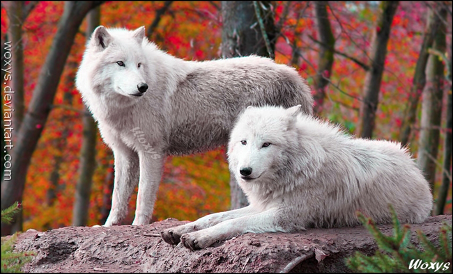 Wolf Packs Are Coming Back