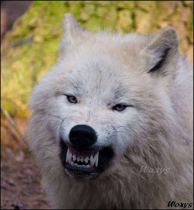 Wolf10 Packs Are Coming Back