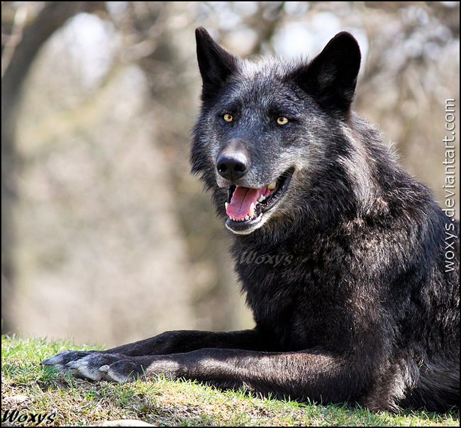 Wolf5 Packs Are Coming Back