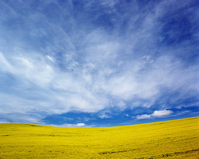 Yellow Blue 5 Beautiful Yellow & Blue Analog Photos