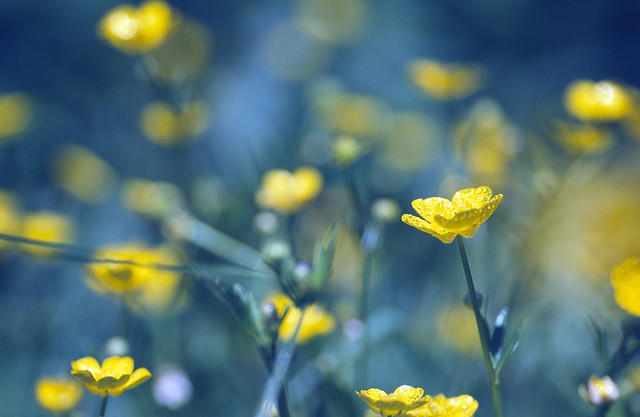 Yellow Blue 7 Beautiful Yellow & Blue Analog Photos
