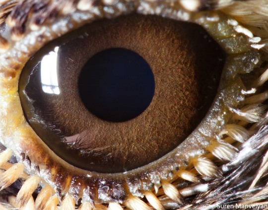 Animal Eyes by Suren Manvelyan a 16 Animal Eyes by Suren Manvelyan