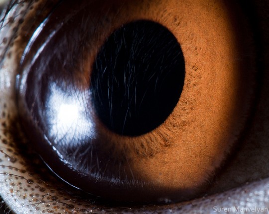 Animal Eyes by Suren Manvelyan a 26 Animal Eyes by Suren Manvelyan