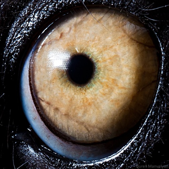 Animal Eyes by Suren Manvelyan a 37 Animal Eyes by Suren Manvelyan