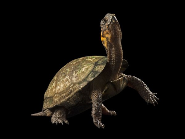 50+ Beautiful Wildlife and Animal Wallpapers from National Geographic bog turtle 50+ Beautiful Wildlife and Animal Wallpapers from National Geographic