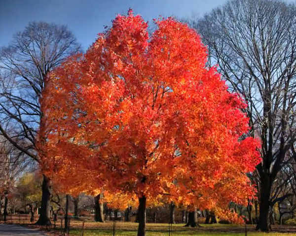 Time Lapse of Fall in Central Park fall central park Time Lapse of Fall in Central Park