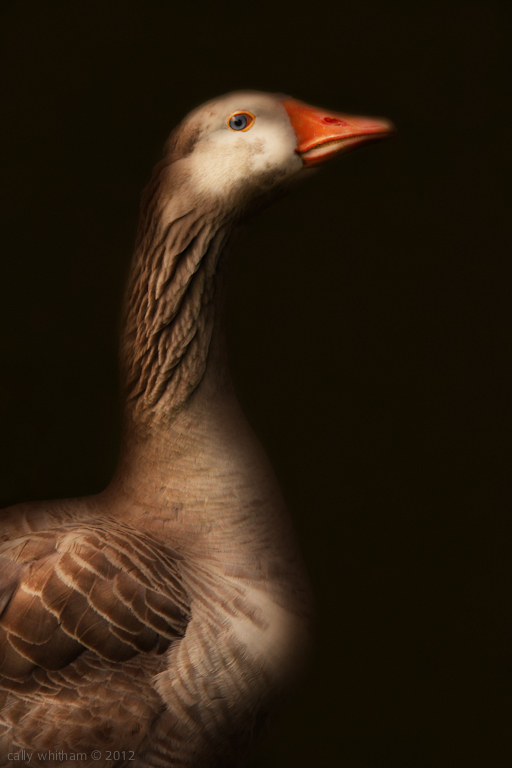 Geese by Cally Whitham g 1 Geese by Cally Whitham