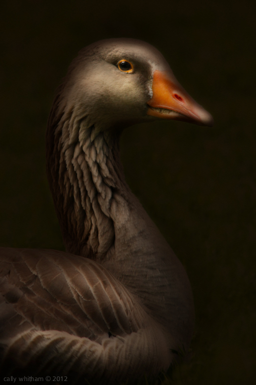 Geese by Cally Whitham g 2 Geese by Cally Whitham