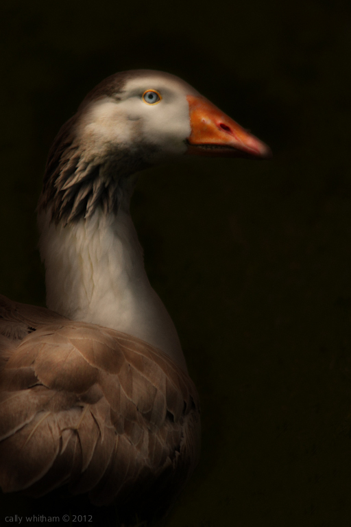 Geese by Cally Whitham g 3 Geese by Cally Whitham