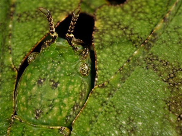 50+ Beautiful Wildlife and Animal Wallpapers from National Geographic green leaf insect 50+ Beautiful Wildlife and Animal Wallpapers from National Geographic