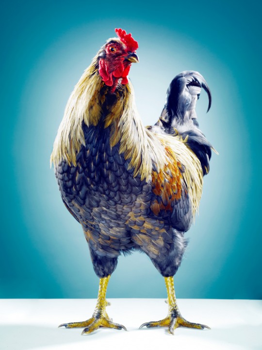j 3 Animals by Jill Greenberg