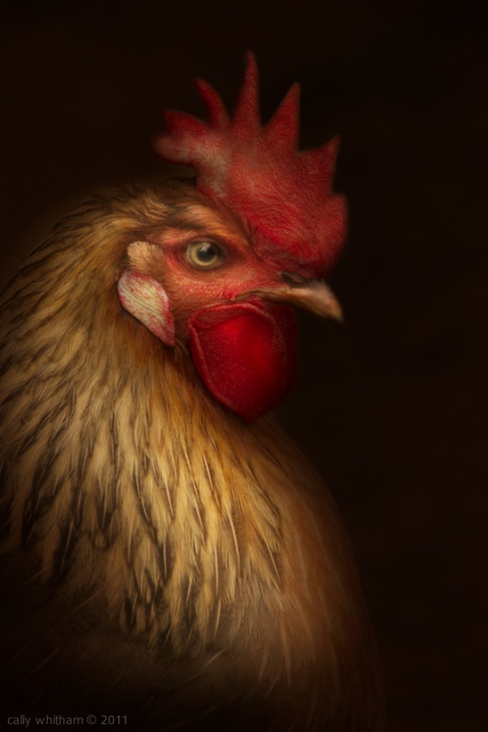 p 14 Amazing Photograpic Artworks by Cally Whitham