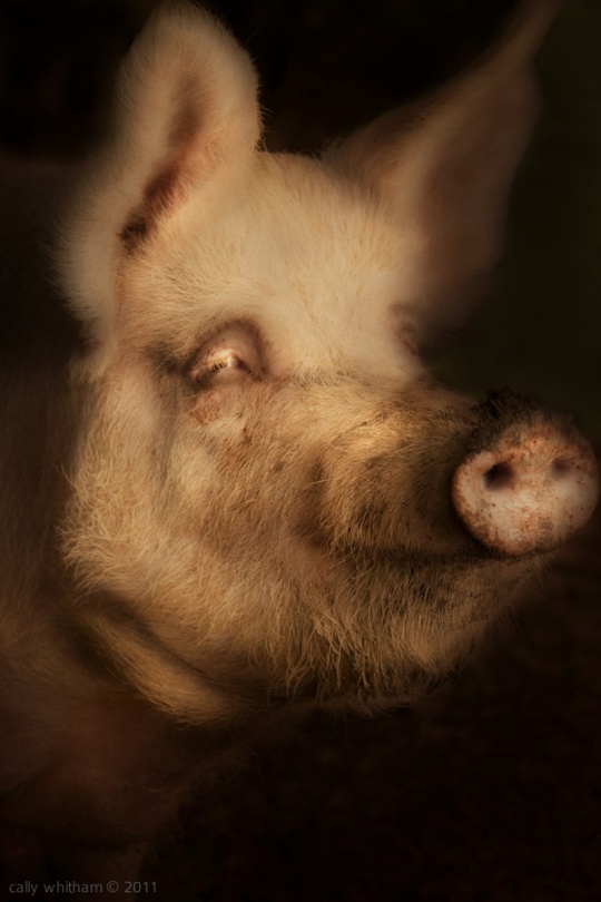 p 24 Amazing Photograpic Artworks by Cally Whitham