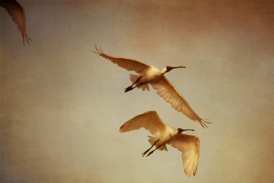 p 34 Amazing Photograpic Artworks by Cally Whitham