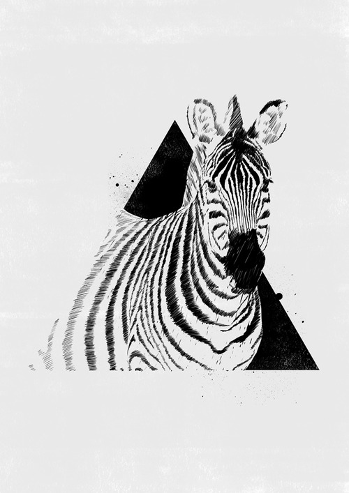 Poster Zebra tumblr mcr8m6h2B61qbqxup Poster Zebra