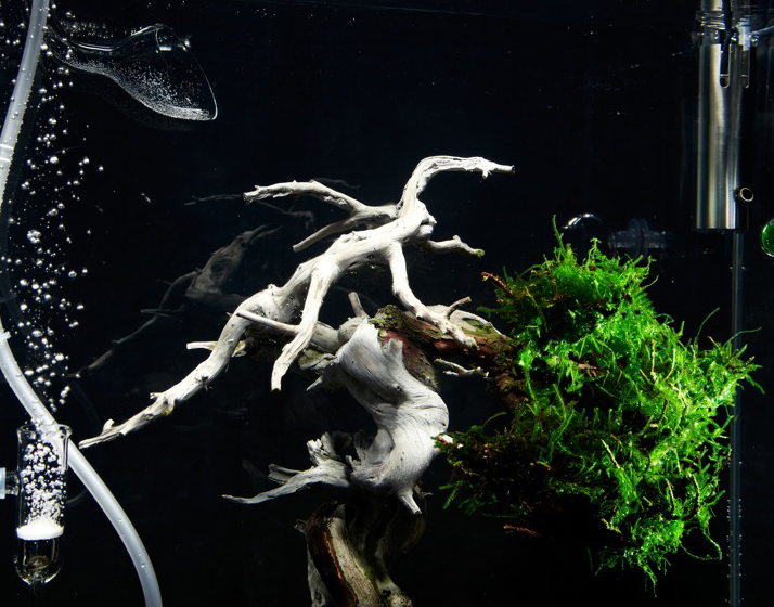 Water and Bonsai 005 Water and Bonsai