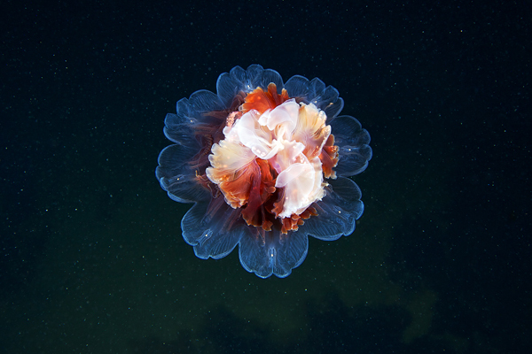 Digital art selected for the Daily Inspiration #1315