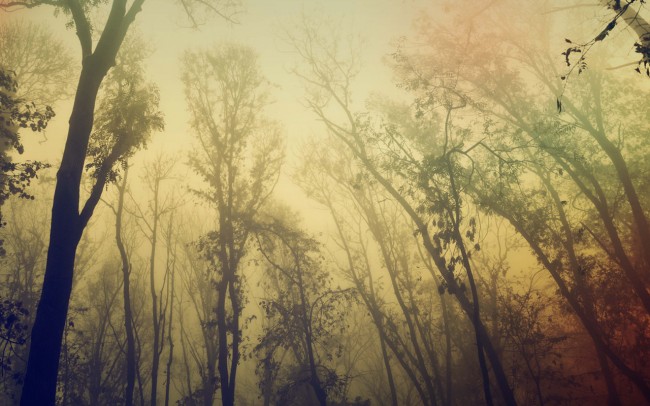 dsktps.com 71: Fog in the Forest 71 Fog in the Forest by Dejan Baric tablet android 650x406 dsktps.com 71: Fog in the Forest