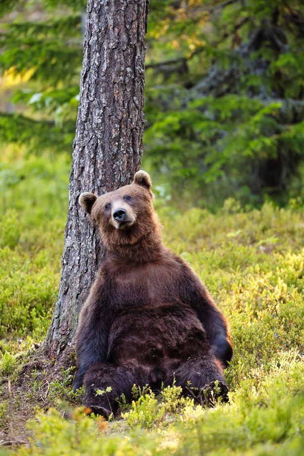 Most Beautiful Animals Photos Found On StumbleUpon A+European+Brown+Bears+relaxes+against+a+tree+in+Kajaani+Finland Most Beautiful Animals Photos Found On StumbleUpon