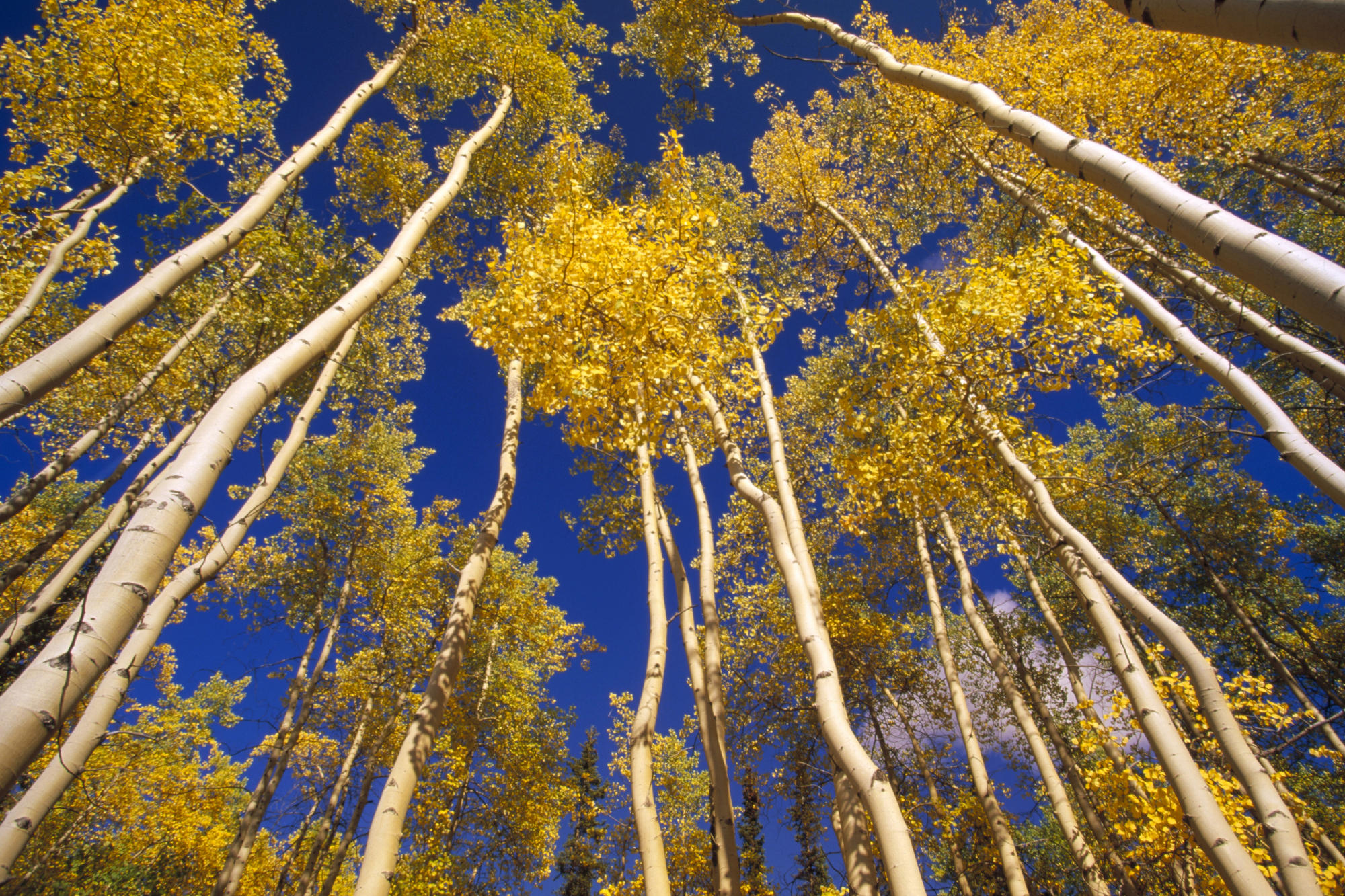 High Definition Magnificent Sceneries of Europe,Australia,North America and South America Aspens Viewed From the Forest Floor Yukon Canada High Definition Magnificent Sceneries of Europe,Australia,North America and South America