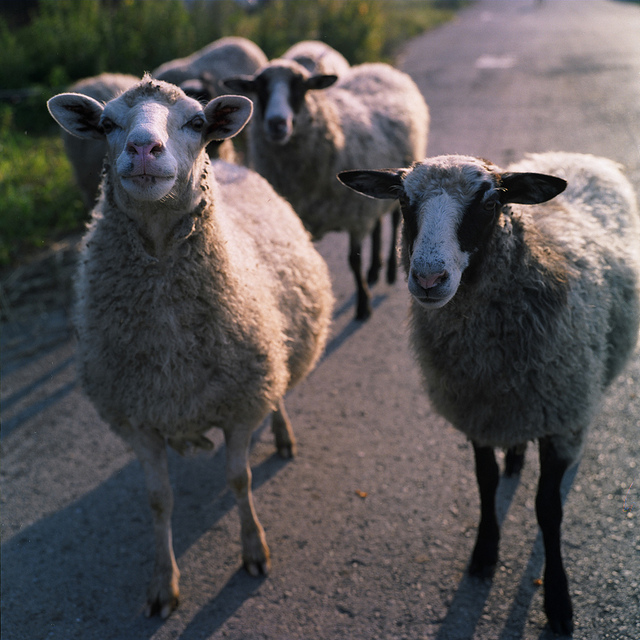 Beautiful Sheep Analog Pictures Beautiful Sheep Analog Pictures 21 Beautiful Sheep Analog Pictures
