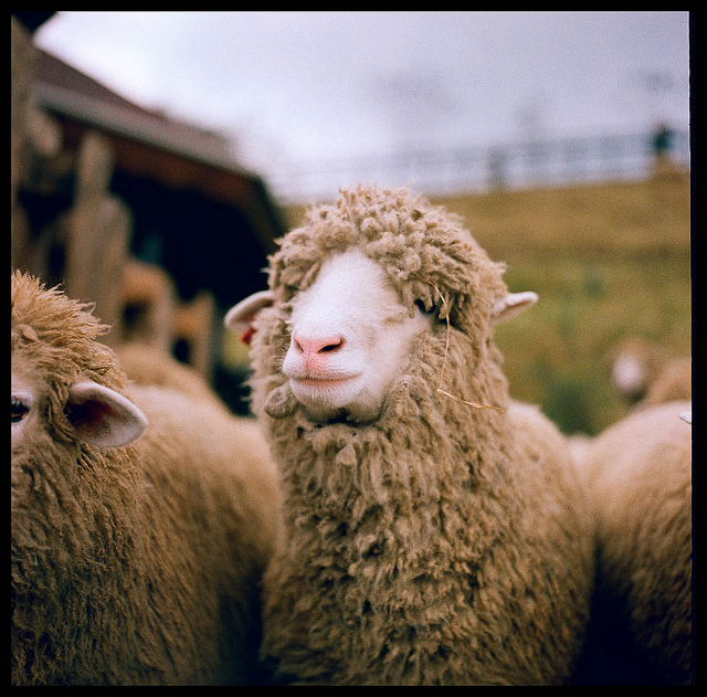 Beautiful Sheep Analog Pictures Beautiful Sheep Analog Pictures 3 Beautiful Sheep Analog Pictures