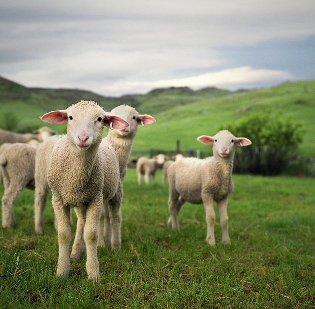 Beautiful Sheep Analog Pictures Beautiful Sheep Analog Pictures 5 Beautiful Sheep Analog Pictures